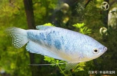 龍魚一直浮在上面是為什么（為什么龍魚一直浮在上面是為什么） 龍魚百科 第4張