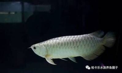 龍魚下鹽需要每天都下鹽嗎（龍魚下鹽需要每天下鹽嗎） 龍魚百科 第1張