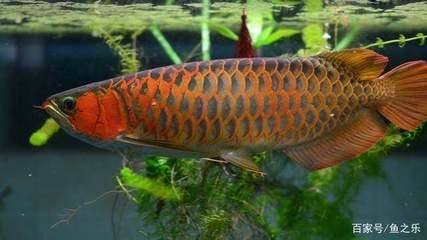 龍魚五天沒吃（龍魚五天沒吃食可能由多種因素引起，解決方法及相應(yīng)的解決方法） 龍魚百科 第5張