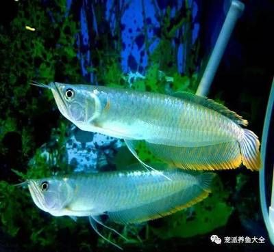 龍魚喂土霉素一次多少（龍魚使用土霉素治療時(shí)需要考慮到治療方法和魚的規(guī)格） 龍魚百科 第5張