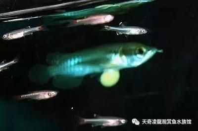 龍魚一直在魚缸上面游動（龍魚一直在魚缸上面游動是什么原因？） 龍魚百科 第3張