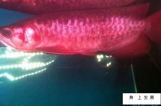 龍魚厭食吞吐十天了用土霉素可以嗎（土霉素可以治療龍魚嗎） 龍魚百科 第3張