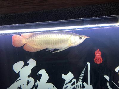 龍魚喂小活魚好還是冷凍的好（在飼養(yǎng)龍魚時(shí)，喂食小活魚和冷凍魚苗都是常見的喂食方式）