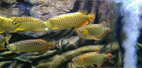 龍魚魚鱗上有黑點（龍魚魚鱗上出現(xiàn)黑點可能由多種因素引起，可能是多種因素引起） 龍魚百科 第3張