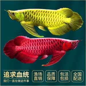 龍魚幼苗如何區(qū)分是什么苗（區(qū)分龍魚幼苗的品種是什么苗如何區(qū)分是什么苗是什么苗） 龍魚百科 第3張