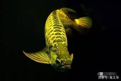 龍魚(yú)有毒嗎？（龍魚(yú)是否含有毒素的問(wèn)題，）