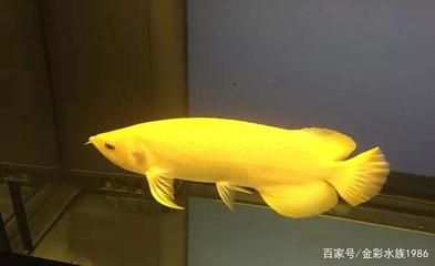 龍魚新買回來就在中間游動（新買回來的龍魚在魚缸中間游動可能是多種因素造成的） 龍魚百科 第5張