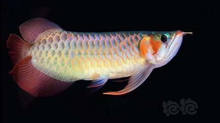 龍魚(yú)游的時(shí)候尾巴往上翹（龍魚(yú)游動(dòng)時(shí)尾巴上翹可能由多種原因引起，可能是多種原因引起）