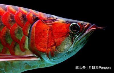 龍魚(yú)無(wú)精打采怎么回事（龍魚(yú)無(wú)精打采可能是由多種因素引起的，龍魚(yú)無(wú)精打采怎么回事） 龍魚(yú)百科 第5張