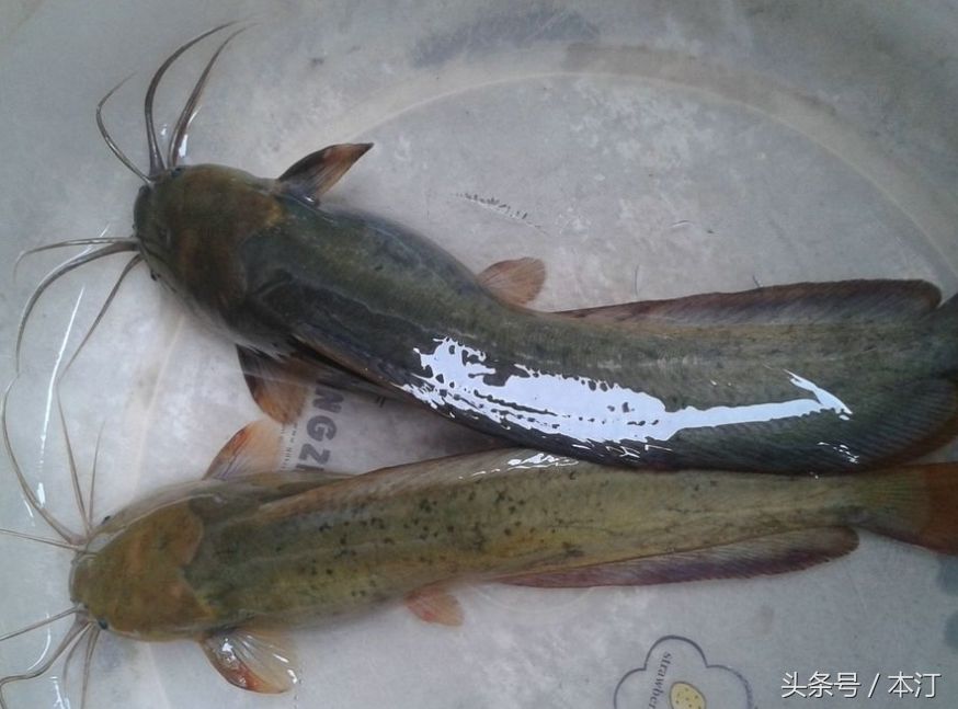 龍魚(yú)魚(yú)身彎（龍魚(yú)身體彎曲怎么辦） 龍魚(yú)百科 第2張