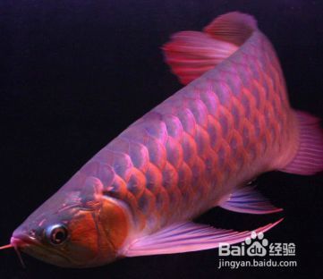 龍魚(yú)魚(yú)鱗松動(dòng)是什么原因（龍魚(yú)魚(yú)鱗松動(dòng)可能由多種因素引起，龍魚(yú)魚(yú)鱗松動(dòng)是什么原因） 龍魚(yú)百科 第1張