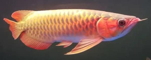 龍魚(yú)魚(yú)鱗松動(dòng)是什么原因（龍魚(yú)魚(yú)鱗松動(dòng)可能由多種因素引起，龍魚(yú)魚(yú)鱗松動(dòng)是什么原因） 龍魚(yú)百科 第3張