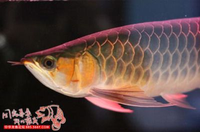 龍魚(yú)之家的魚(yú)怎么樣（廣州龍魚(yú)之家的魚(yú)怎么樣）