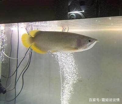 龍魚嘴巴裂了（龍魚嘴巴裂了,龍魚嘴巴裂開可能是因為撞缸或受到外傷導致的） 龍魚百科 第5張