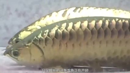 龍魚嘴巴撞爛了怎么辦（龍魚嘴巴撞爛了怎么辦龍魚嘴巴撞爛了怎么辦）