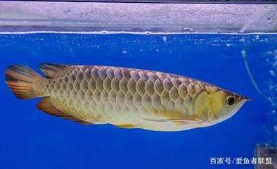 龍魚(yú)運(yùn)輸會(huì)不會(huì)變色（龍魚(yú)在運(yùn)輸過(guò)程中會(huì)不會(huì)變色）