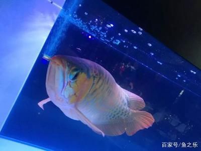 龍魚展會（2024第二十八屆中國（山東）國際寵物水族用品）