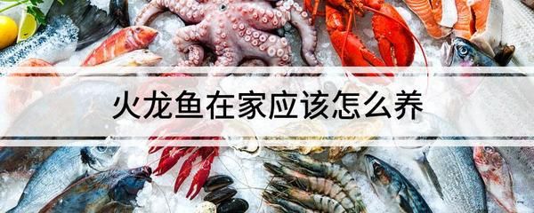 龍魚(yú)長(zhǎng)線蟲(chóng)怎么辦（龍魚(yú)長(zhǎng)線蟲(chóng)怎么辦當(dāng)發(fā)現(xiàn)龍魚(yú)魚(yú)缸中有白色線蟲(chóng)時(shí)應(yīng)該徹底清潔） 龍魚(yú)百科 第4張