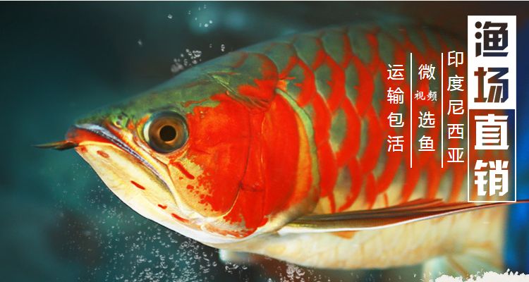 龍魚運輸中掉一片鱗片會影響生命嗎嗎（龍魚在運輸中掉一片鱗片會影響生命嗎）