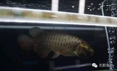 龍魚在馬來西亞貴不貴（龍魚在馬來西亞貴不貴龍魚在馬來西亞的價格因品種和品相而異） 龍魚百科 第2張