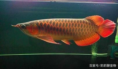 龍魚狀態(tài)有點(diǎn)飄（龍魚狀態(tài)有點(diǎn)飄是怎么回事） 龍魚百科 第5張