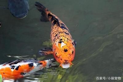 龍魚怎么配魚寓意好（龍魚怎么配魚寓意好鸚鵡魚與龍魚混養(yǎng)，寓意著雙方和諧共處）