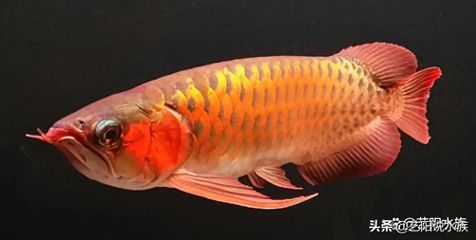 龍魚怎么配魚寓意好（龍魚怎么配魚寓意好鸚鵡魚與龍魚混養(yǎng)，寓意著雙方和諧共處） 龍魚百科 第5張