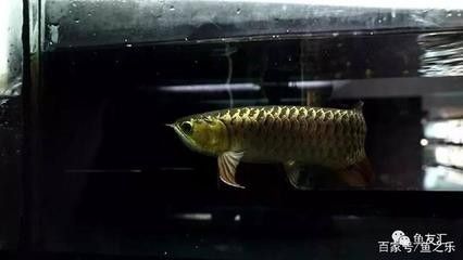 龍魚只吃飼料不吃小魚（龍魚只吃飼料不吃小魚怎么辦） 龍魚百科 第4張