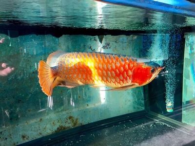 龍魚之巔二手交易（龍魚之巔二手交易，） 龍魚百科 第2張