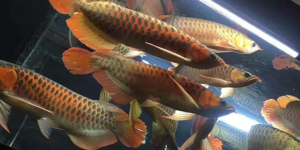 龍魚(yú)之巔二手交易（龍魚(yú)之巔二手交易，）