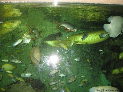 龍魚之家論壇（龍魚之家論壇及其相關(guān)的水族論壇及其相關(guān)水族論壇） 龍魚百科 第3張