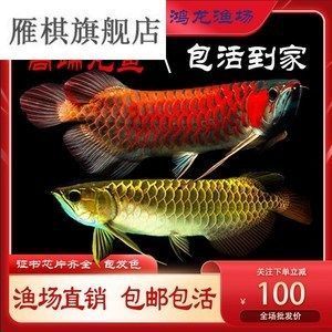 龍魚怎么不愛游動（龍魚不愛游動怎么辦） 龍魚百科 第5張