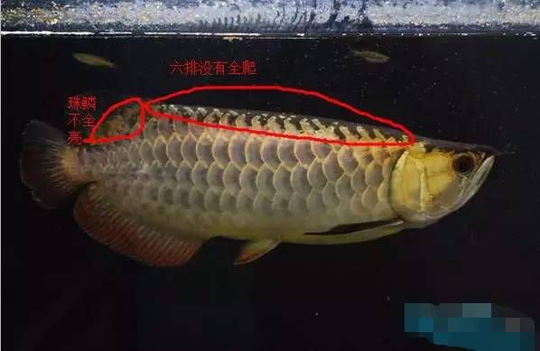 龍魚主鰭骨是指哪個部位（龍魚主鰭骨是指哪個部位探討龍魚主鰭骨是指哪個部位） 龍魚百科 第5張