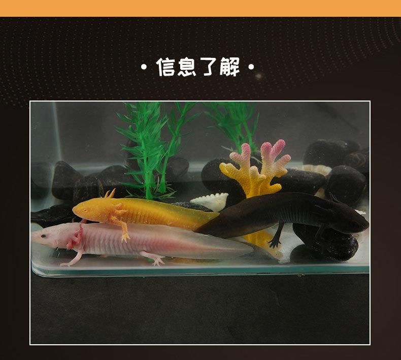 龍魚(yú)只吃活魚(yú)不吃飼料（龍魚(yú)只吃活魚(yú)不吃飼料嗎） 龍魚(yú)百科 第5張