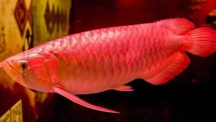 龍魚(yú)怎么看年齡（如何判斷龍魚(yú)的年齡） 龍魚(yú)百科 第1張