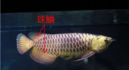 龍魚珠鱗多大亮起來了（龍魚珠鱗多大亮起來了龍魚珠鱗亮化與其成長階段密切相關） 龍魚百科 第4張