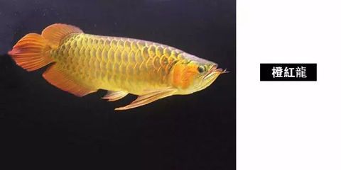 龍魚長能賣嗎？（龍魚可以買賣嗎？） 龍魚百科 第3張