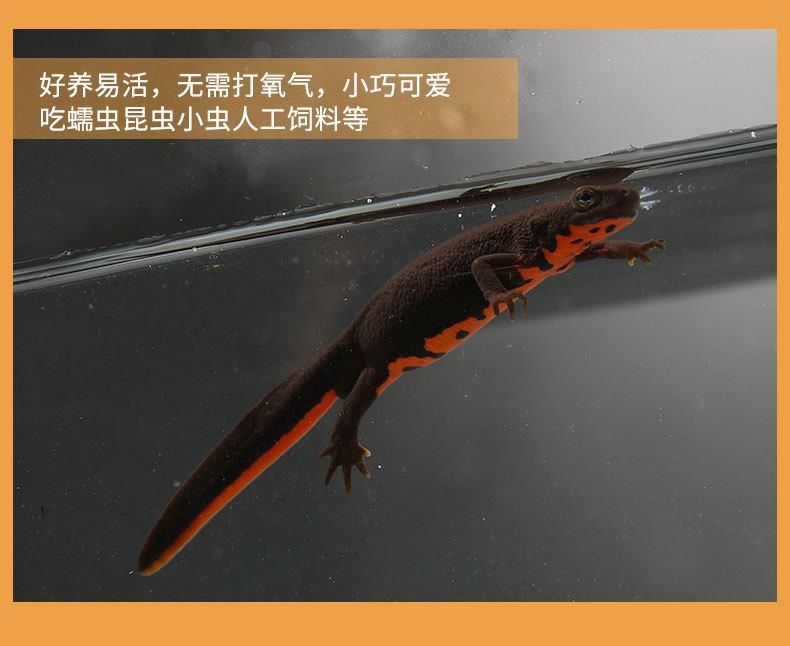 龍魚只吃小活魚可以嗎（龍魚只吃小活魚可以嗎，龍魚可以吃小活魚嗎）