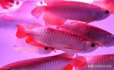 哪種龍魚貴（金龍魚、白金龍魚、過背金龍魚、過背金龍魚、黑魔神雷龍魚） 龍魚百科 第5張