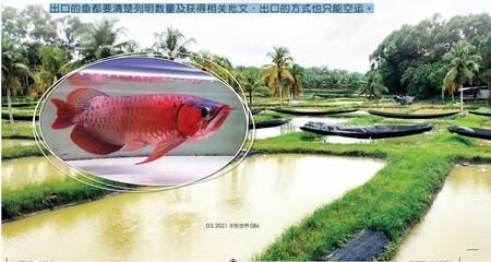 深圳龍魚祥龍魚場（深圳龍魚祥龍魚場提供各種品種優(yōu)質龍魚供消費者選擇）