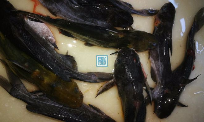 青龍魚可以吃嗎（青龍魚的營養(yǎng)價值和食用安全性） 龍魚百科 第3張