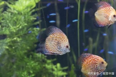 七彩銀龍魚（七彩銀龍魚的飼養(yǎng)注意事項）