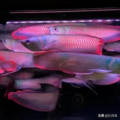 七彩銀龍魚（七彩銀龍魚的飼養(yǎng)注意事項(xiàng)） 龍魚百科 第5張