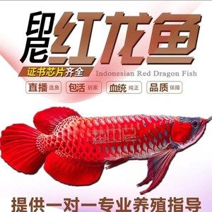 去印尼找紅龍魚怎么找 龍魚百科 第1張