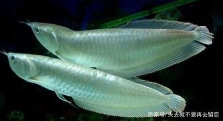 七彩銀龍魚養(yǎng)多久變色（七彩銀龍魚的變色時間）