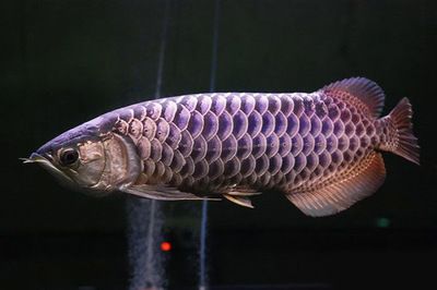 濡沫江湖 金龍魚（《濡沫江湖》金龍魚可以通過特定的方式獲取方法獲得） 龍魚百科 第5張