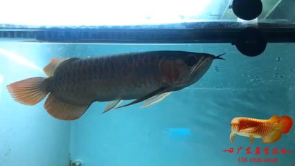 孟吉爾龍魚在哪里購(gòu)買（孟吉爾龍魚可以通過(guò)多種渠道購(gòu)買孟吉爾龍魚的途徑） 龍魚百科 第3張