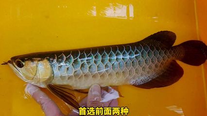 三角龍魚咬人嗎圖片（“三角龍魚咬人嗎圖片”可以通過以下渠道獲取信息） 龍魚百科 第2張