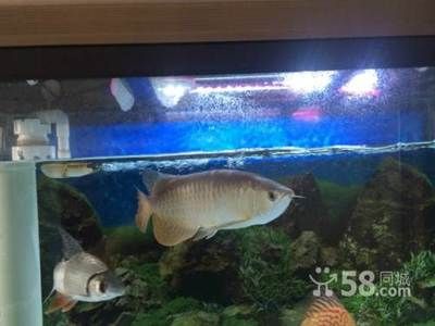 全國哪里的金龍魚便宜（購買金龍魚食用油和觀賞魚哪里的價格更便宜？） 龍魚百科 第2張