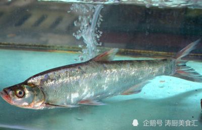 翹嘴和銀龍魚（翹嘴和銀龍魚在生物學(xué)分類、生活環(huán)境、外觀特征等方面存在不同） 龍魚百科 第3張